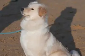 金毛走丢主人焦急发帖求助，结果评论区还原了狗子纸醉金迷的一天图片