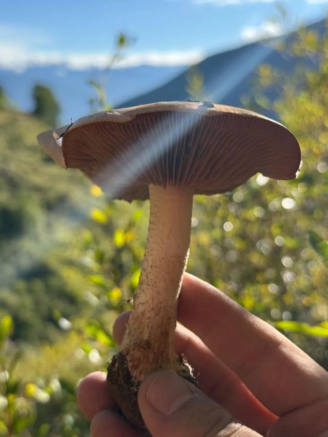 10月	，「需要另一个同类」