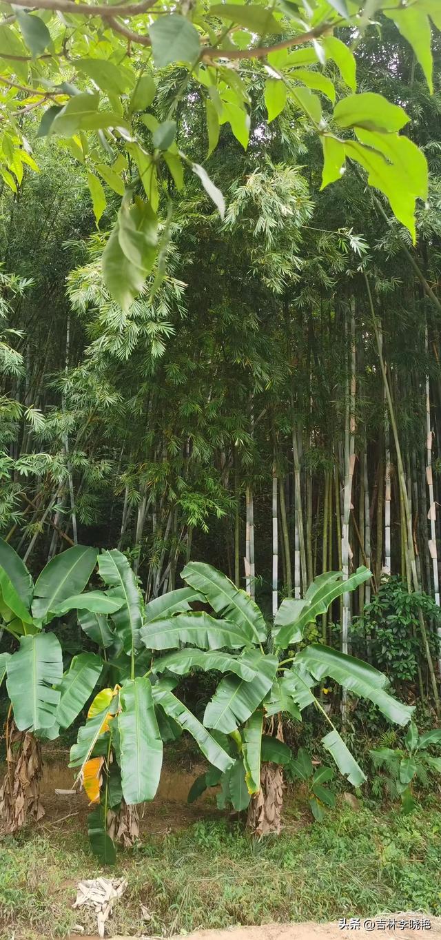 飞放，飞放，飞放心情​一一黄埔麦村冬一日​