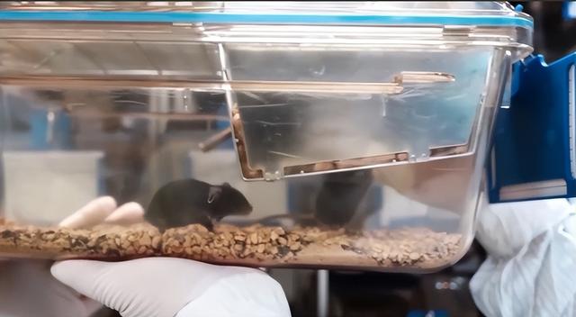 从300到4只！神舟二十一号选拔，小鼠过五关斩六将