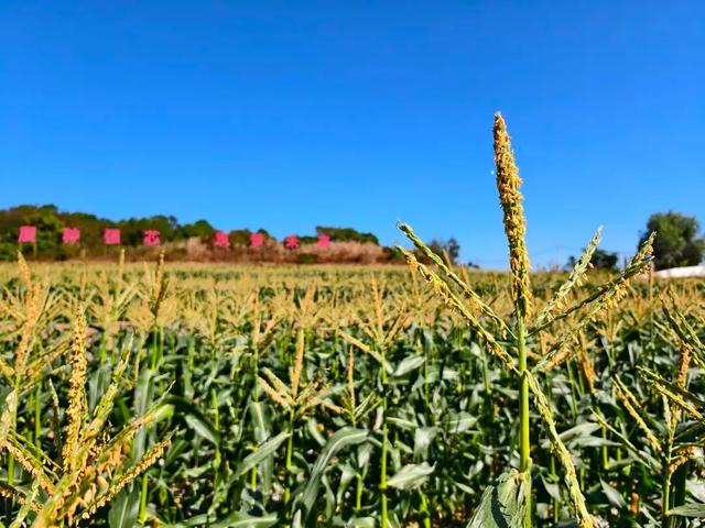 甜甜甜!“保姆级”采摘攻略!周末就出发→