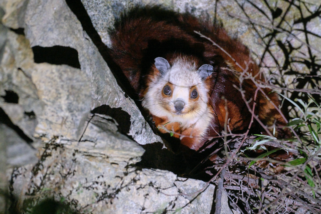 “秋假”开耍！带着小宝来雅安准没错！