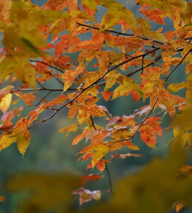 去邛崃！赴一场暖阳与山间的私语