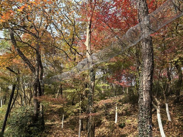 南京栖霞山一日徒步，游千年古刹，看漫山红叶