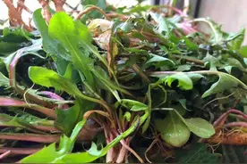 5月，这菜使劲吃！鲜美又营养，却常被当作杂草，包饺子吃贼香！图片