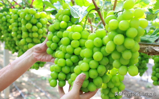 开炫！西海岸秋日“萄”宝指南来啦→