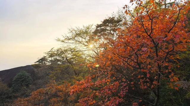 紧急播报：黄山秋色已达峰值，100%颜值在线，速来！| 皖美冬日 | 第十五届安徽国际文化旅游节
