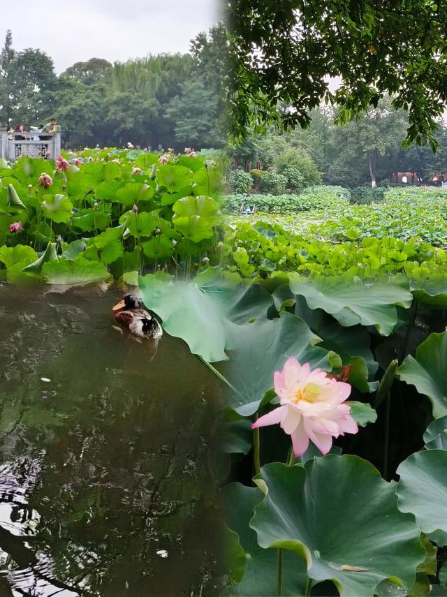 同里湿地避世计划|住进荷塘月色里的绝美酒店