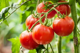 每天坚持吃一个生番茄的人，最后会怎么样？对身体是好是坏？图片