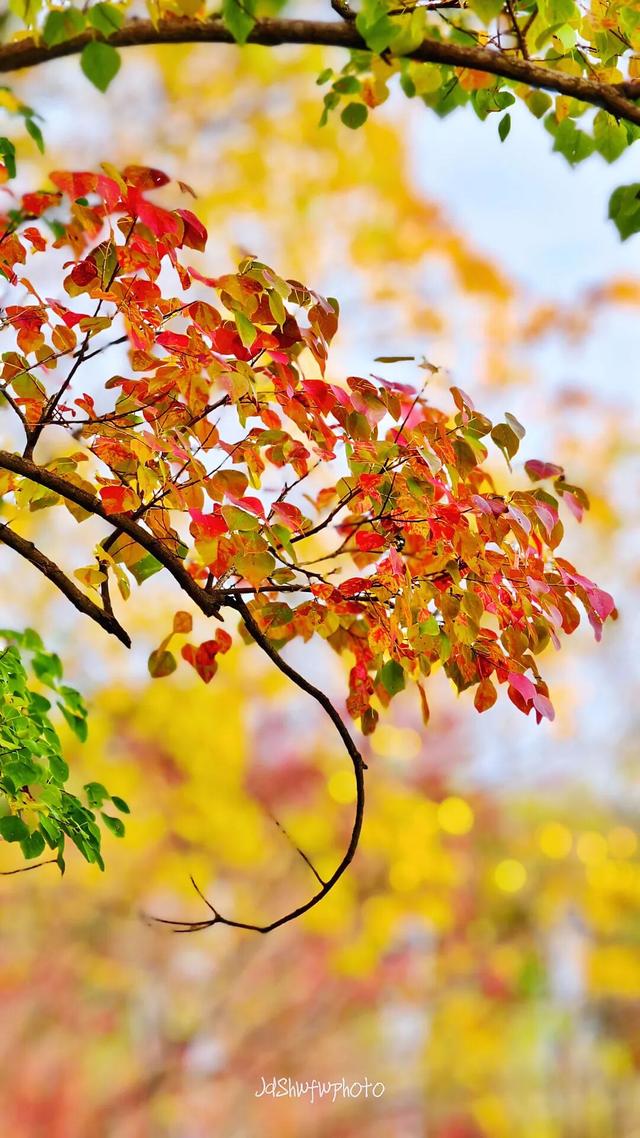 在眉山天府新区，“治愈”这个冬天！