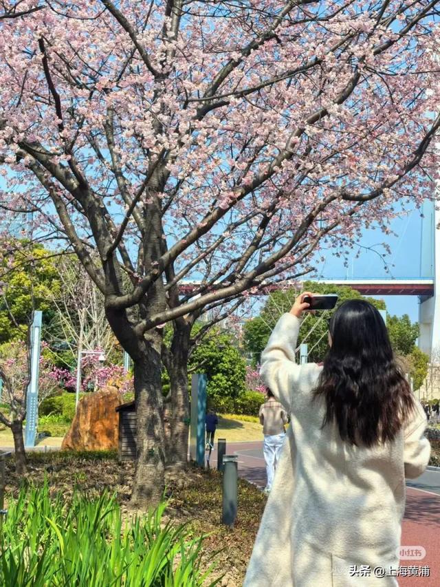 春日限定！这个周末的黄浦，竟然已经美成了这样！