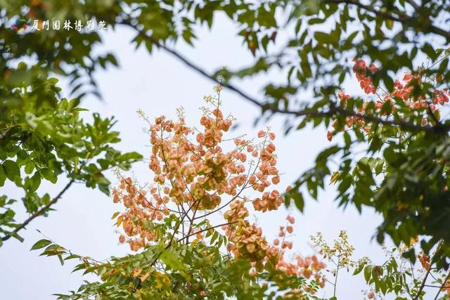 厦门秋季花海上新！红火焰、粉花海、黄金雨、橙灯笼……邂逅9月浪漫~