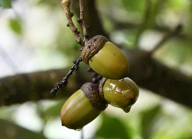 首次发现仅3株	，25年云南又发现2株，网友：不稀奇，老家遍地都是