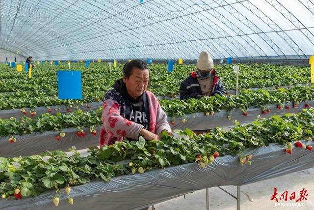 采摘+冰雪！大同市云冈区奏响一曲冬日文旅交响乐～
