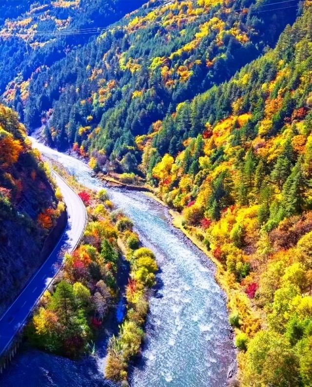 今年理县红叶开挂了！红得惊动天地，美到不可方物