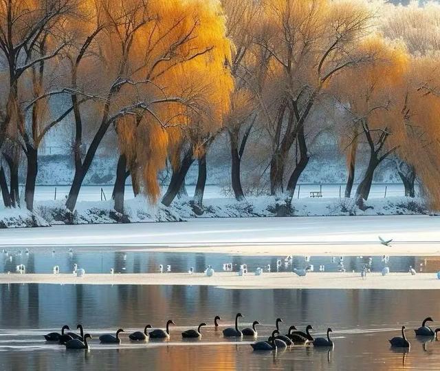 遇见，秋的金黄与冬的银白