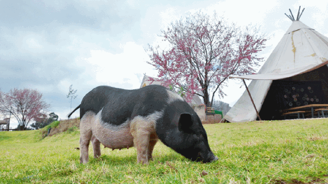 昆明市区冬樱花树下连猪都能自由奔跑的世外桃源