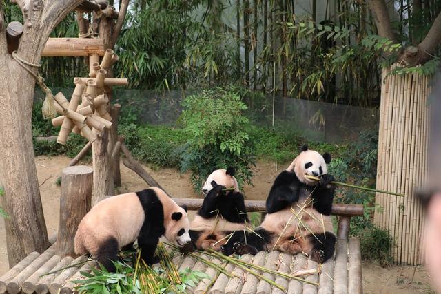 成都旅游带小孩：强烈推荐一定去成都动物园，因为它是冷门景点！