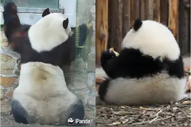 今年，动物朋友辛苦了！图片