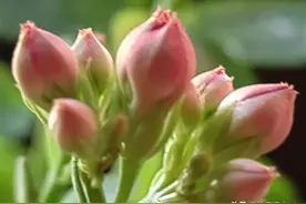 手机拍出虚化背景，最常用的两种方法图片