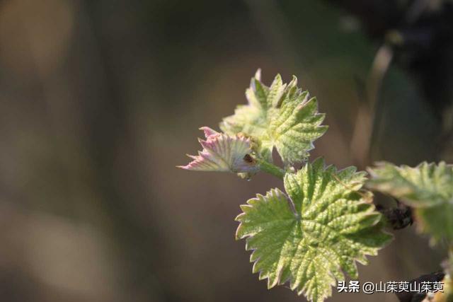 2023年春重庆探亲游（上篇）