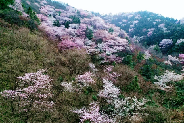 正花期！安徽万亩樱花万亩野生玉兰花，这两地没门票，正好两日游