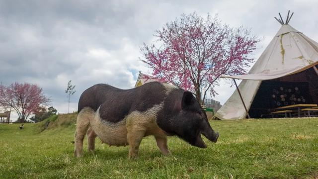 昆明市区冬樱花树下连猪都能自由奔跑的世外桃源