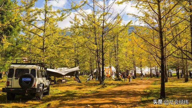 千年银杏染醉腾冲秋——走进“中国银杏第一村”