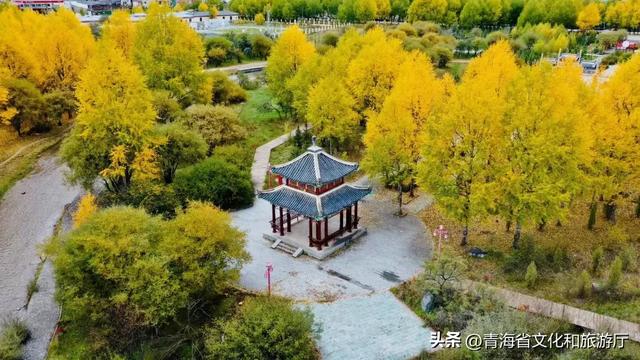 黄叶、秋风与斜阳，玉树的秋藏着你要的绚烂与深沉