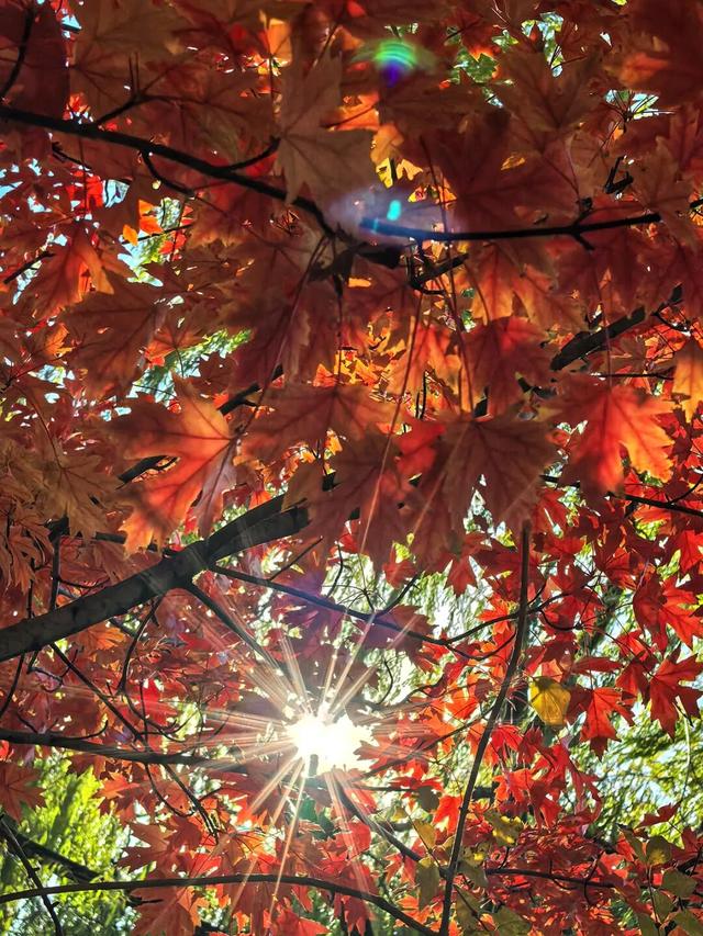 谁懂啊？这里的红枫，才是秋日“天花板”！