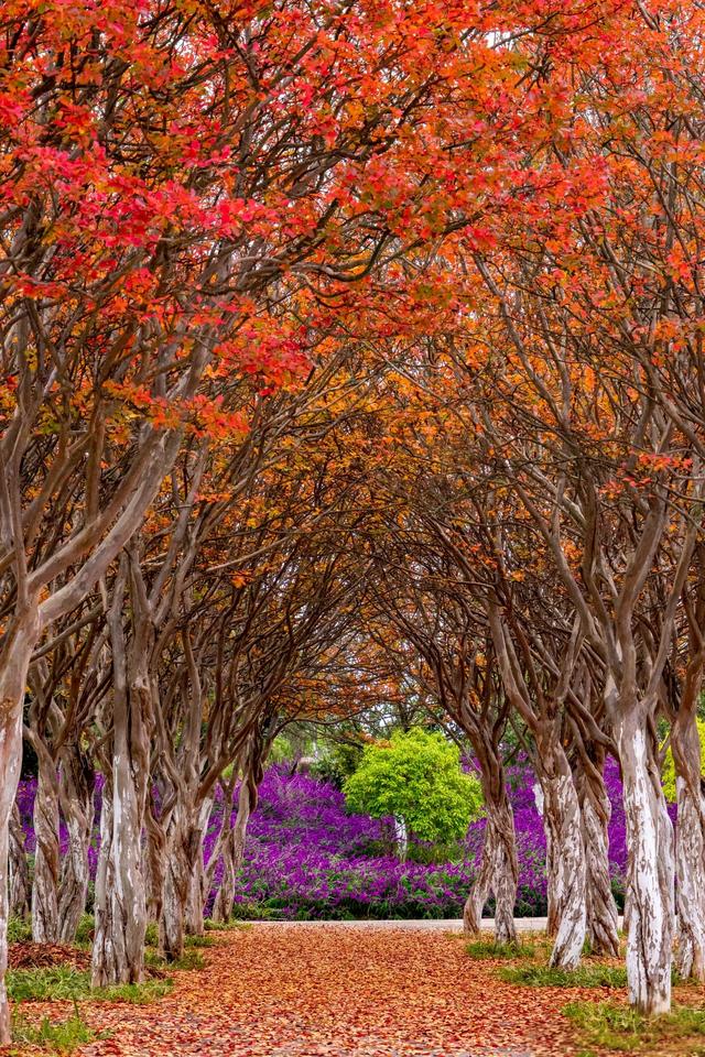 渔浦寒泉公园，水杉红透成诗