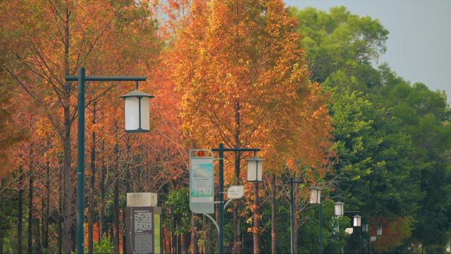 福州深秋宝藏公园，藏着粉黛乱子草与火红水杉，还有绝美沙滩江景