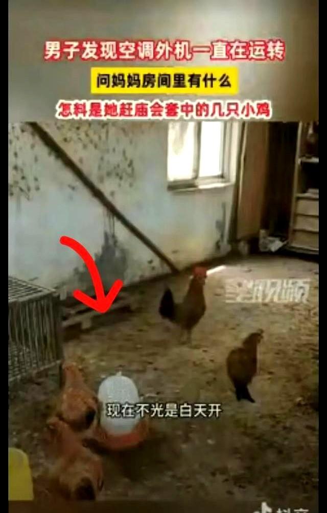 有钱就是任性。安徽一女子因天气热，担心楼上养的四季小鸡被热死