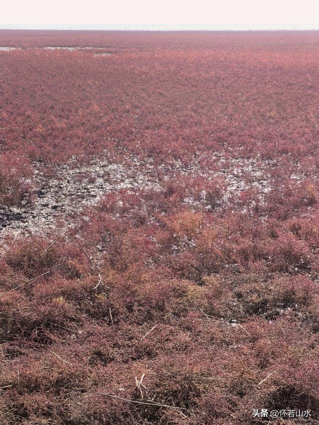 2025辽宁赏秋之旅日记(5)——从本溪前往盘锦 游览红海滩景观