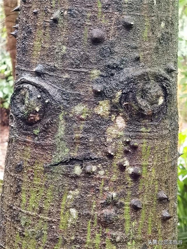 树妖树怪的传说是真的吗？佛山卡玛缤纷花世界的木棉树成精了