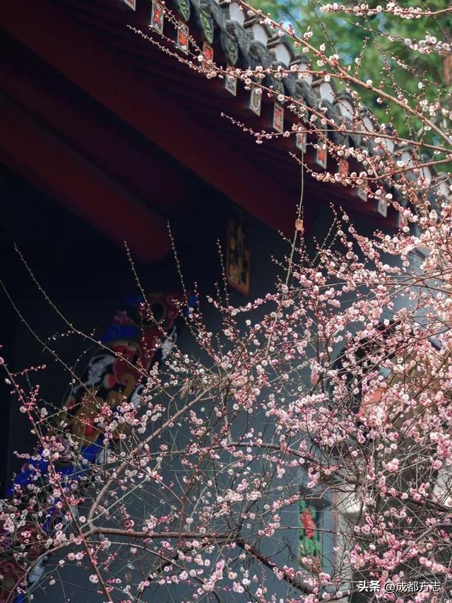 成都这波“梅”景太出片，错过再等一年~