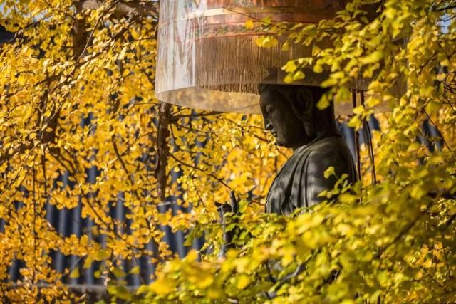 顶流回归！西安5个绝美银杏打卡地！