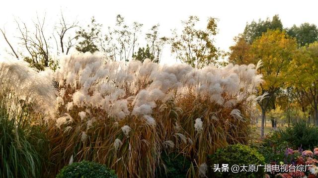 【花漾植物园】太原植物园国庆中秋花卉展，邀您共赴秋日花海盛宴！