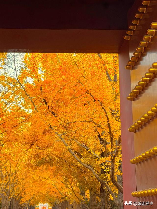 11月9日实拍！没人说地坛红叶这么好看啊…