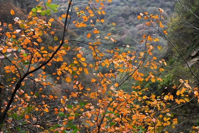 “中国北方第一峡”金龙峡风景区举办红叶节健康徒步行活动