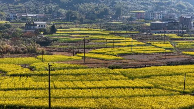 超级出片！福清这里有金色花海！