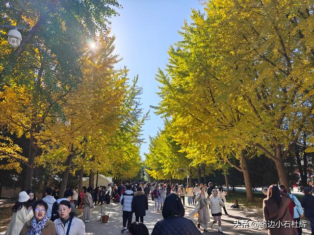昔日皇家祭坛，今日大众踏秋——地坛秋日赏银杏
