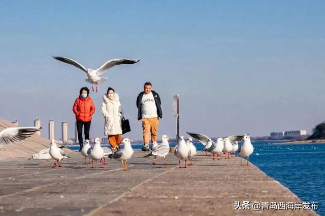 在唐岛湾，一起“鸥”遇吧！