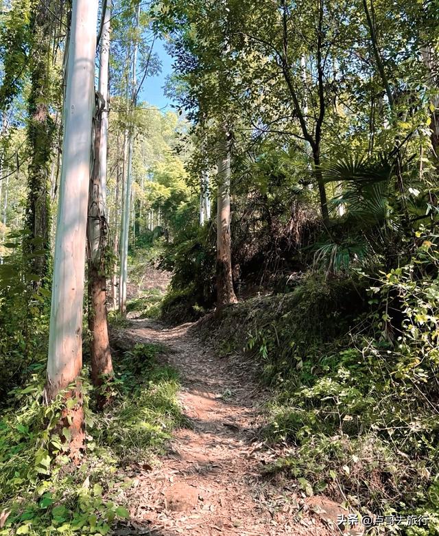 成都龙泉山冷门徒步路线，大片桉树林超美，不要门票，野趣十足！