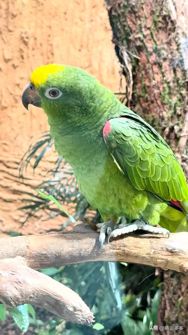 上海动物园的高颜值图鉴