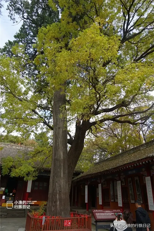 陕西古树，真的“封神”了！