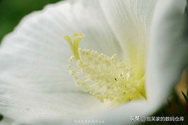 5999全画幅入门镜头？适马20-200mm 真一镜走天下 真刀锐奶化了！