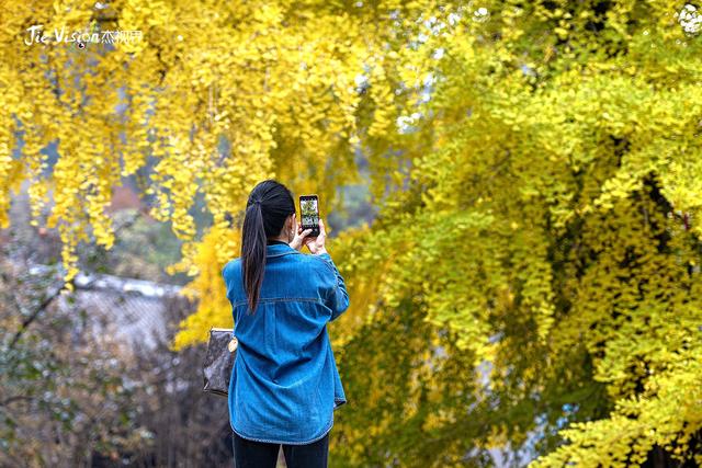 这个秋天，去潭柘寺看1400岁的“银杏帝王” 金黄期仅剩20天！