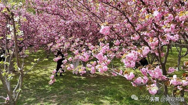 达活泉樱花林！盛花迎客来