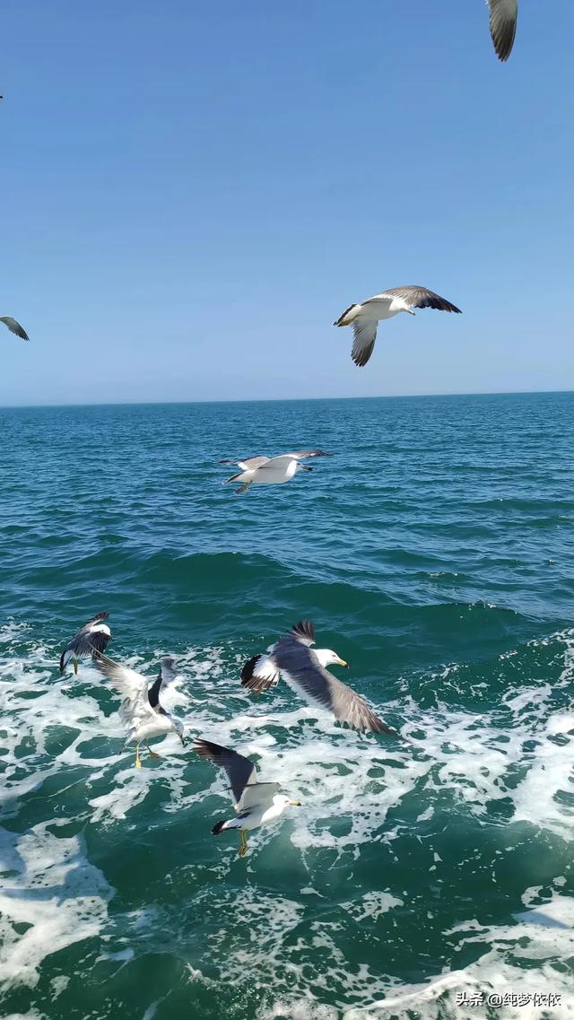 大海.雪花.海鸥四川游客称赞威海美爆了